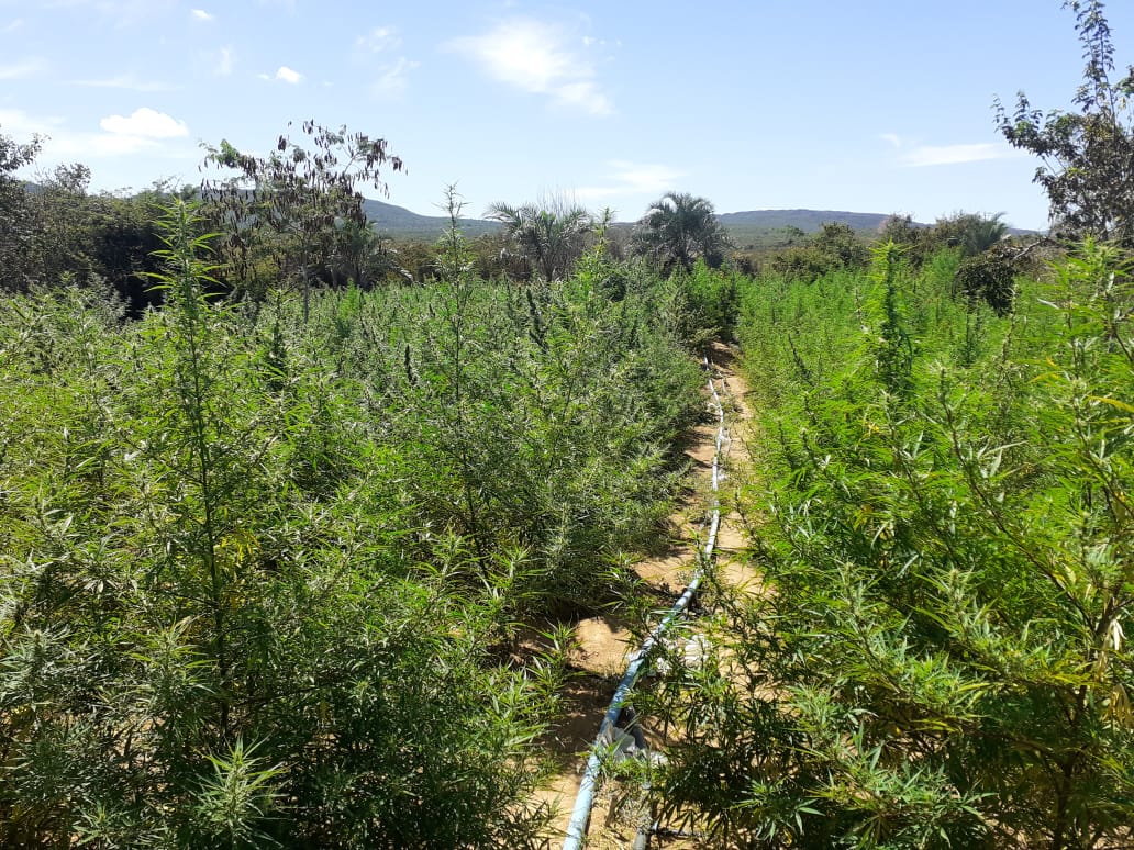 Plantação com 20 mil pés de maconha é localizada na Chapada Diamantina