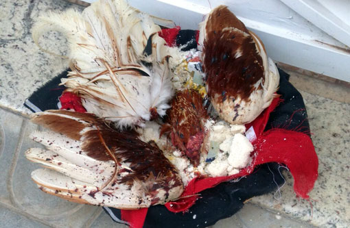 Despacho de macumba é deixado frente a residência da vereadora Liu Vasconcelos