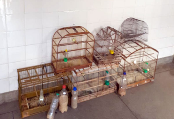 Malhada de Pedras: adolescente é detido acusado de atos infracionais análogos a porte  ilegal drogas e animais silvestres