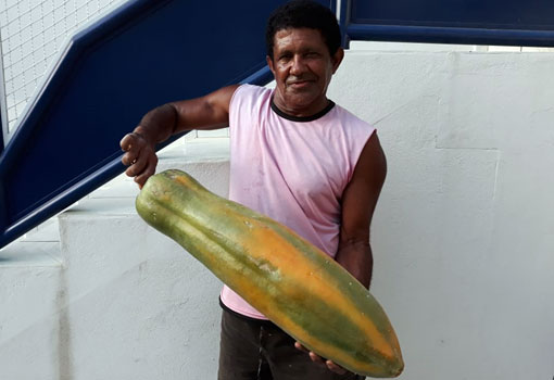 Mamão 'gigante' é colhido em quintal de residência no Bairro Valérios em Livramento