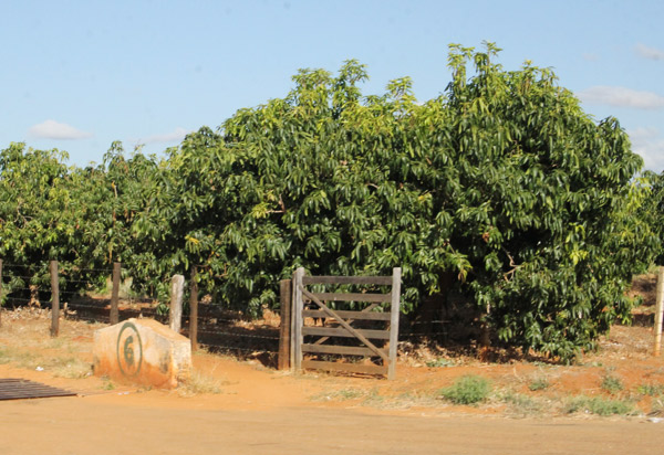 Valorização da manga tommy cresce e chega a 54% em Livramento de Nossa Senhora