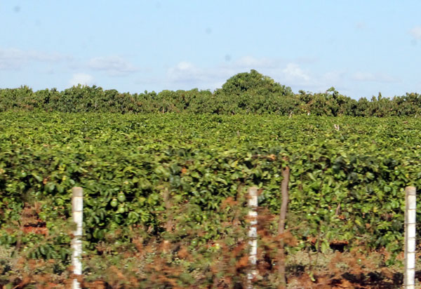 UESB divulga virose encontrada em maracujazeiros da região
