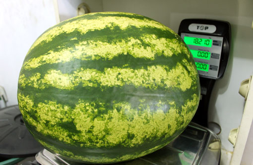 Brumado: Agricultor colhe melancia com mais de 18 kg