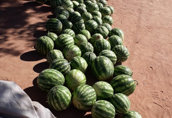 Produção de melancias aumenta renda de agricultores familiares de Palmas de Monte Alto 