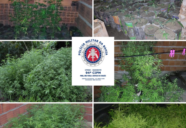 Caetité: PM apreende cerca de mil pés de maconha cultivados em quintal de residência