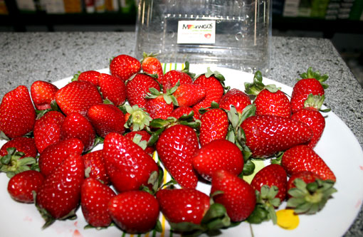 Morango de qualidade foi apresentado aos brumadenses na A Casa do Criador