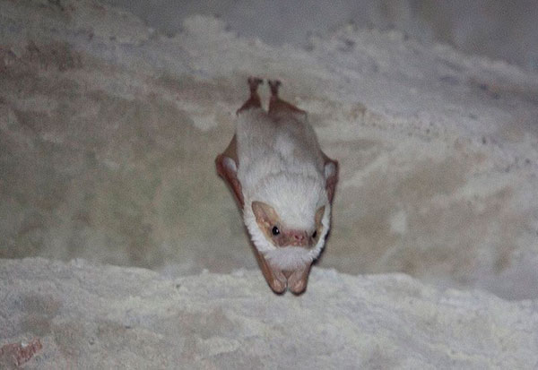 Ibicoara: Morcego albino raro é descoberto no Parque Natural Municipal do Espalhado