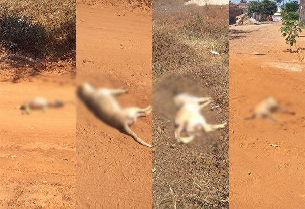 Brumado: moradores denunciam 'matança' de animais no Bairro Santa Tereza