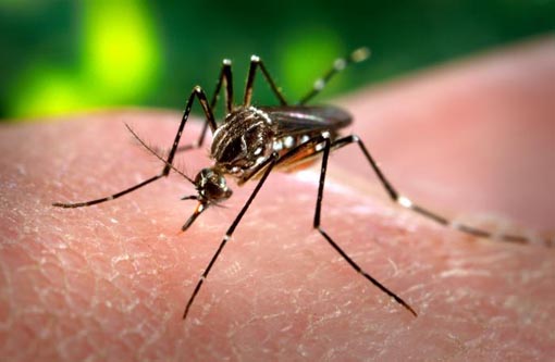 Dengue hemorrágica faz quarta vítima na Bahia