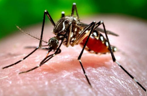 Fiocruz desmente boatos de que Zika cause problemas neurológicos em crianças