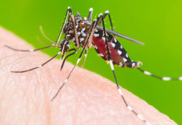 15ª vítima de morte por dengue na Bahia é uma adolescente de 16 anos
