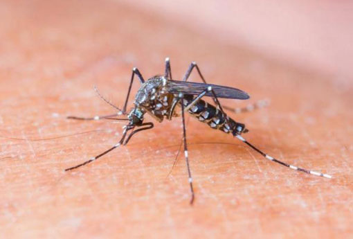 Instituto Butantan pesquisa remédio contra o vírus Zika