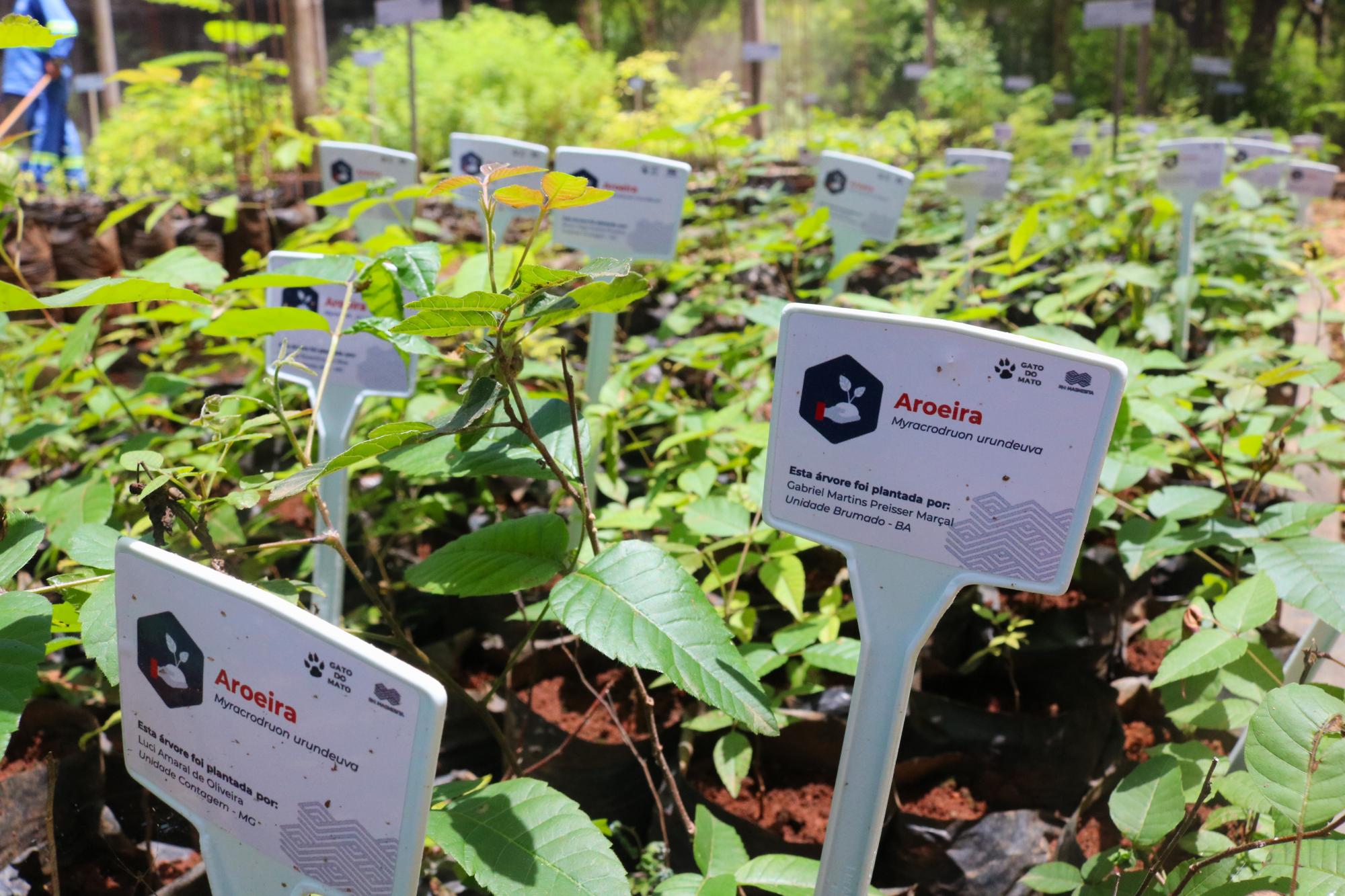 RHI Magnesita planta 30 mil árvores em Brumado