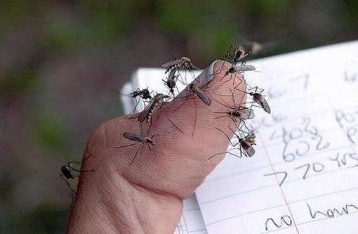 Grande quantidade de muriçocas deixa brumadenses sem sono; população pede uma solução