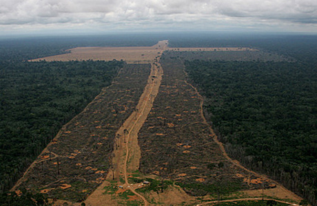 Desmatamento na Amazônia aumenta 28% em um ano