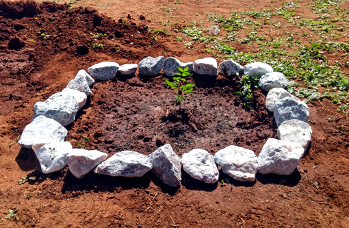 Rotary Club e Casa da Amizade comemoram Dia da Árvore plantando mudas na Apae