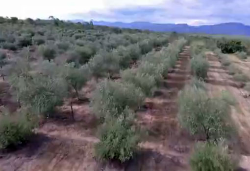 Rio de Contas registra o primeiro pomar produtivo de oliveiras da região nordeste