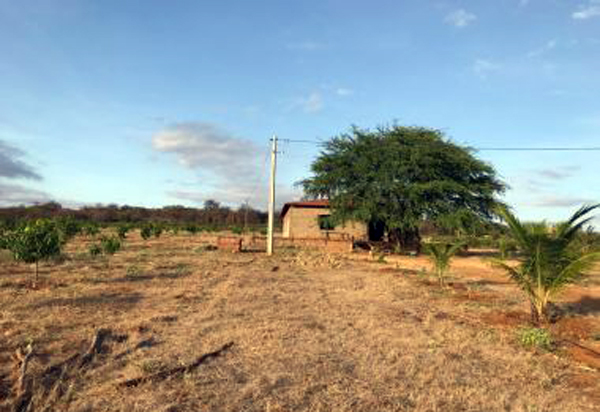 Livramento: PF faz operação para erradicar plantio de maconha