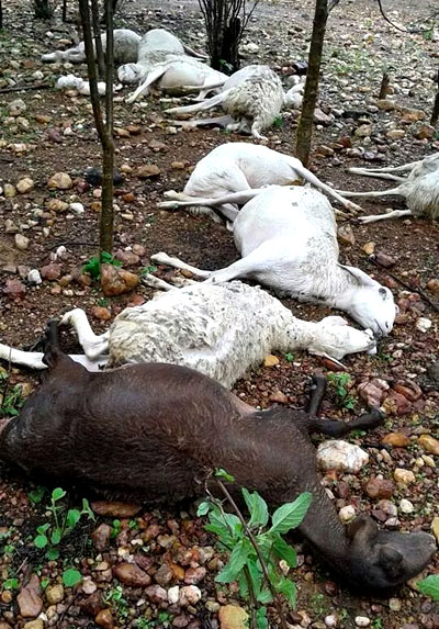 Brumado: Raio mata dez ovelhas na zona rural