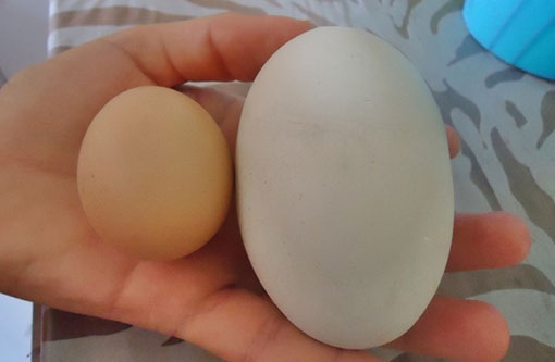 Palmas de Monte Alto: Galinha Caipira bota ovo gigante