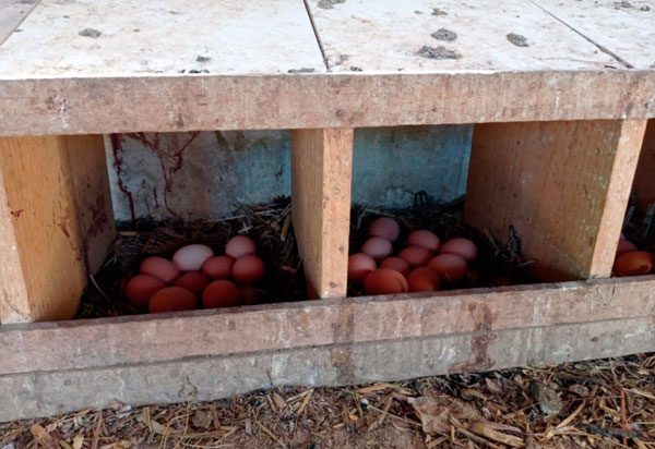 Produção de ovos de galinhas caipiras gera renda e transforma a vida de famílias em Malhada de Pedras