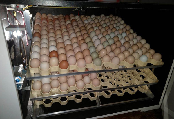 Produção de ovos de galinha caipira traz novas perspectivas em comunidades rurais baianas
