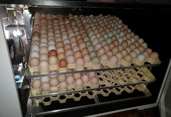 Produção de ovos de galinha caipira traz novas perspectivas em comunidades rurais baianas