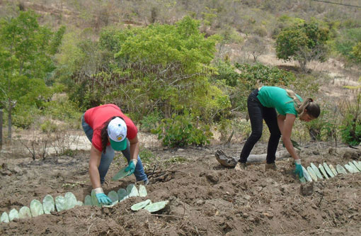 SDR entrega 400 mil mudas de palma a agricultores familiares do sudoeste baiano