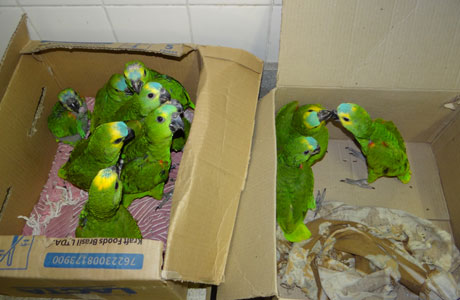 Brumado: Polícia apreende 11 papagaios