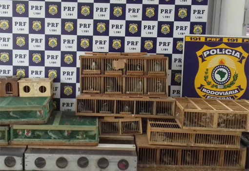 PRF flagra condutor com mais de 220 aves silvestres em Vitória da Conquista/BA