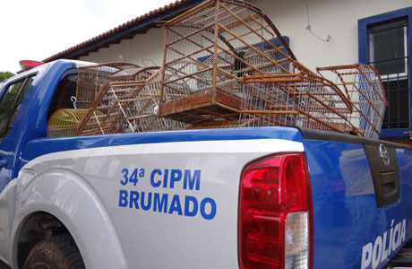 Brumado: Polícia Militar apreende grande quantidade de pássaros