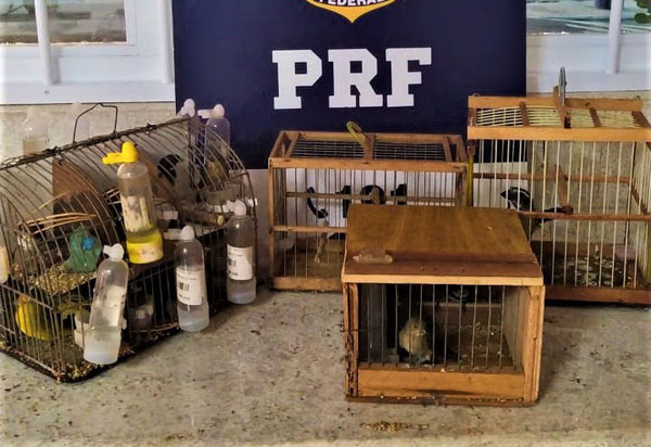 Em ocorrências distintas, PRF resgata 26 pássaros sendo transportados irregularmente dentro de ônibus