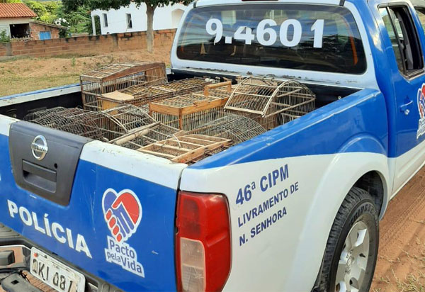 Polícia Militar apreende animais pássaros silvestres em Livramento