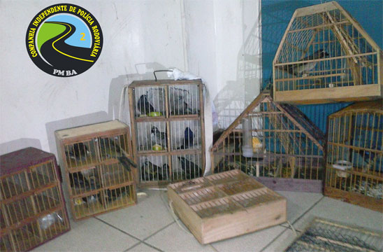 Conquista: PRE apreende pássaros silvestres
