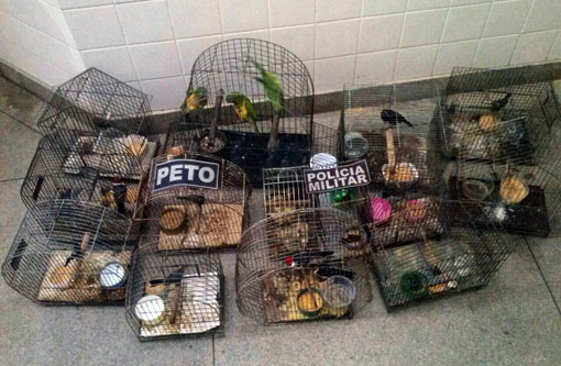 Brumado: Grande quantidade de pássaros silvestres é apreendida no Bairro Dr. Juracy