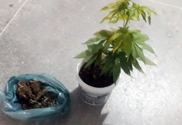Durante Operação Força Total, Cipe Sudoeste apreende pé de maconha em Guanambi