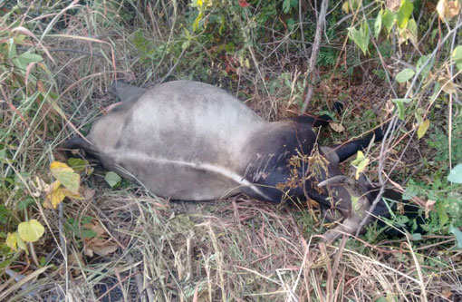 Motorista brumadense colidiu veículo contra uma vaca na BR-462