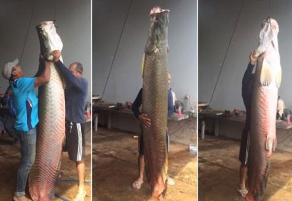 Peixe Pirarucu de 69 kg é pescado na zona rural de Livramento 