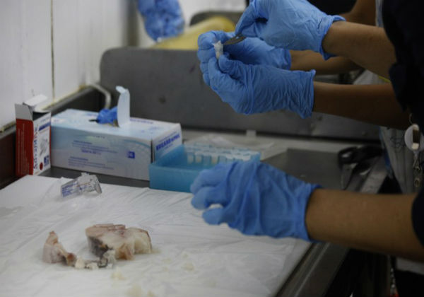 Operação Semana Santa fiscaliza qualidade do pescado na Bahia e outros estados