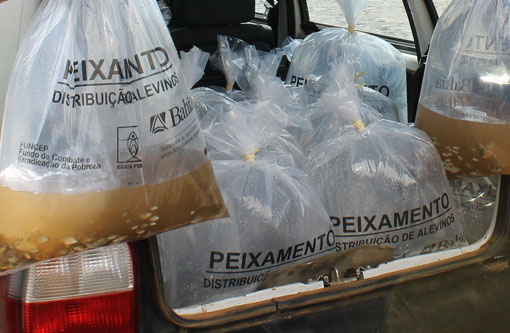 Bahia Pesca fortalece a piscicultura em Barra da Estiva