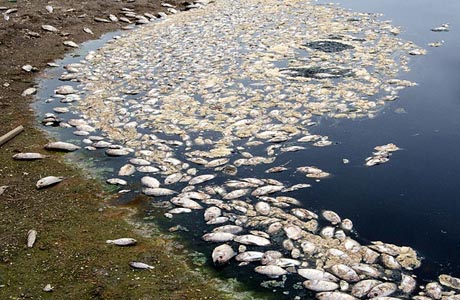 SUDOESTE: LAGOA SECA E PEIXES MORREM EM PARAMIRIM
