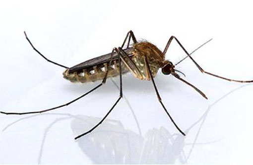 Segundo pesquisa, pernilongo também pode ser capaz de transmitir vírus da zika