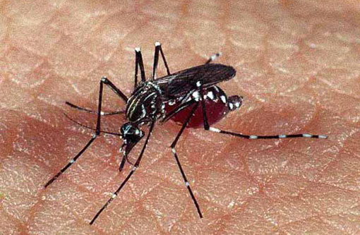 Dengue: Casos crescem 153% na Bahia