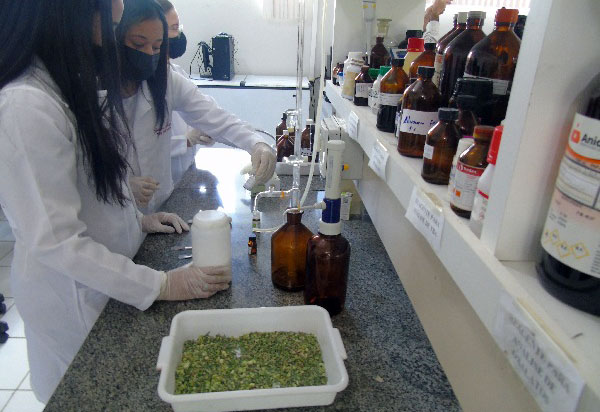 Cientistas da Uesb pesquisam repelente à base de planta da Caatinga