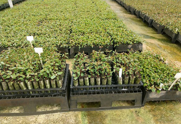 Estudo da Uesb identifica recipientes biodegradáveis que melhoram a produção de eucalipto