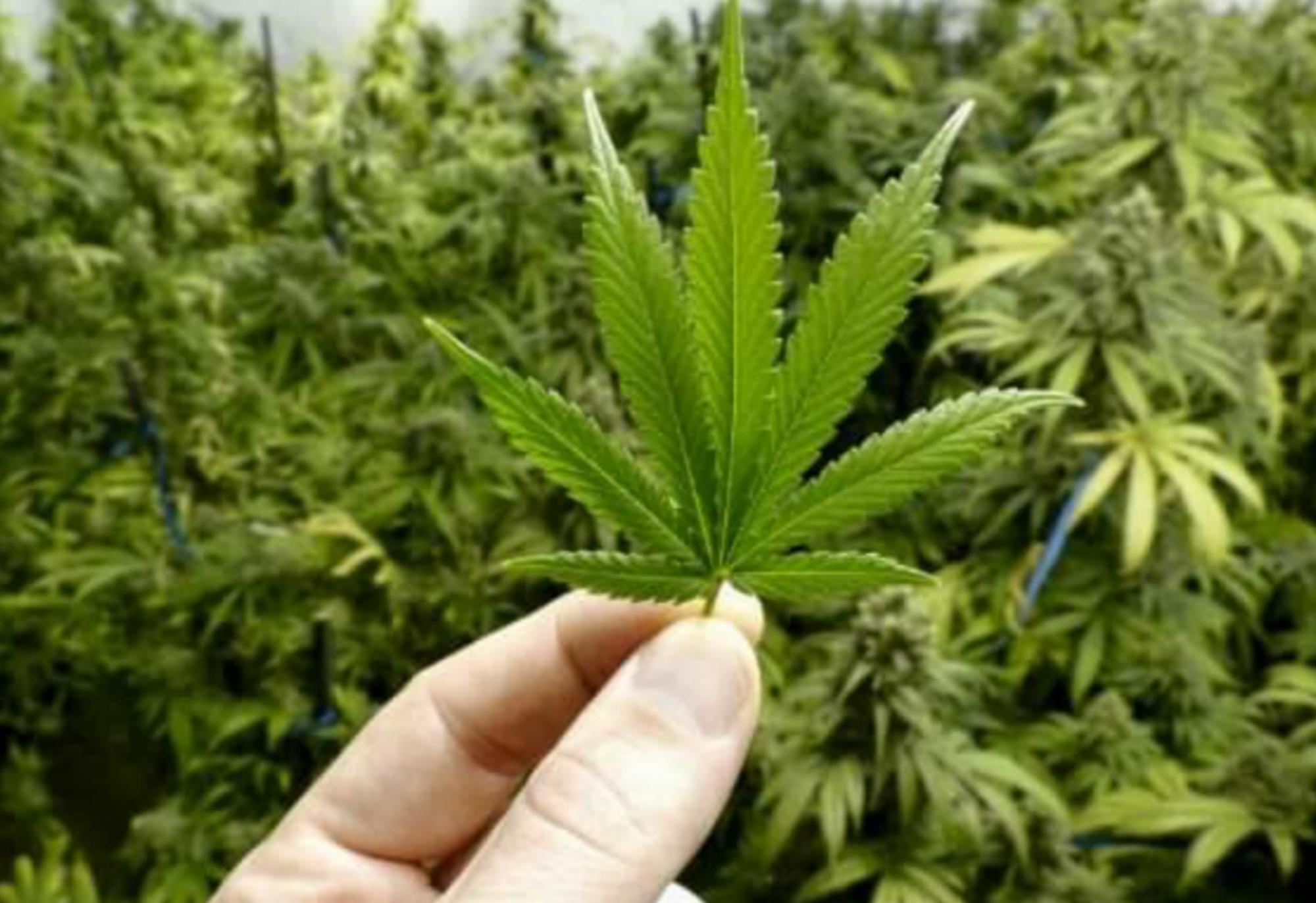 Justiça autoriza paciente a plantar maconha para tratar fibromialgia em Conquista