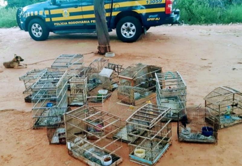 Lagoa Real: PRF resgata 44 aves silvestres criadas em cativeiro