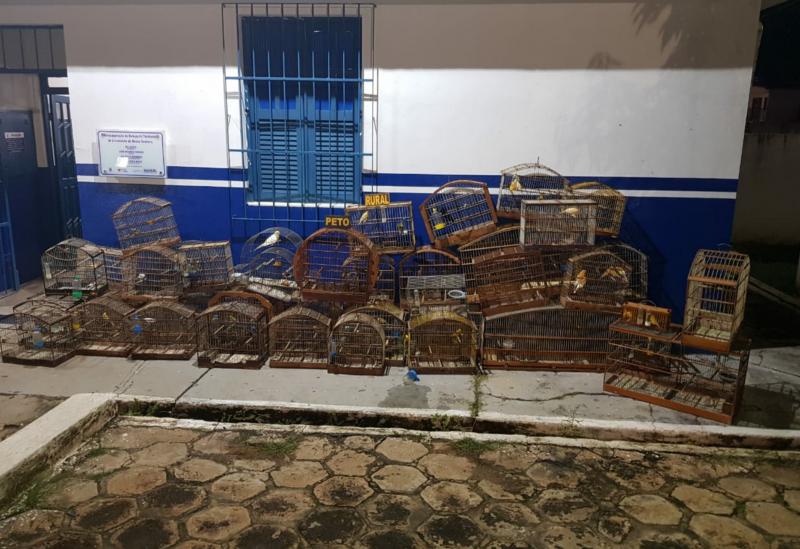 Polícia Militar apreende pássaros silvestres em Livramento 