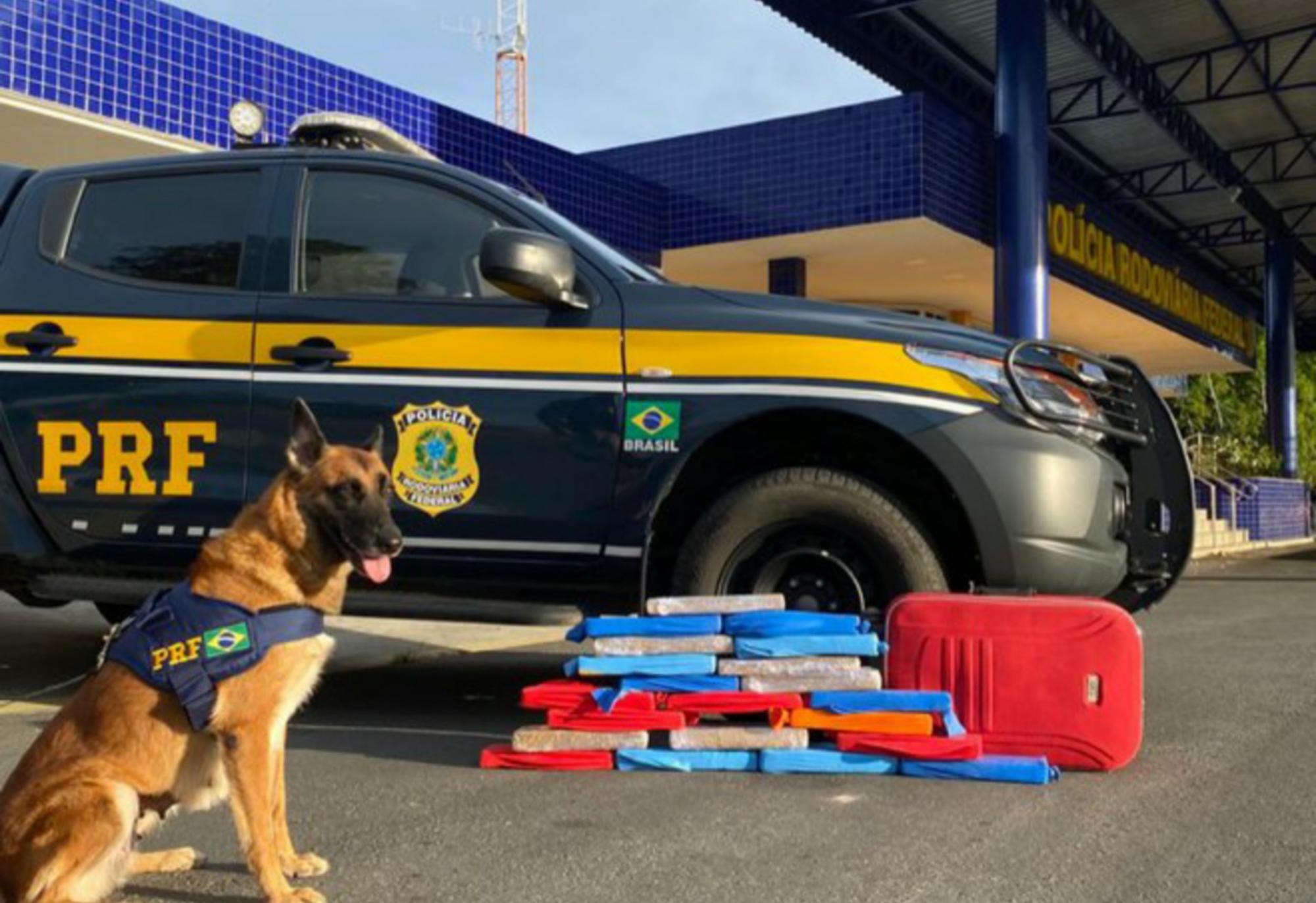 Conquista: Cão farejador da PRF encontra maconha escondida em ônibus na BR 116