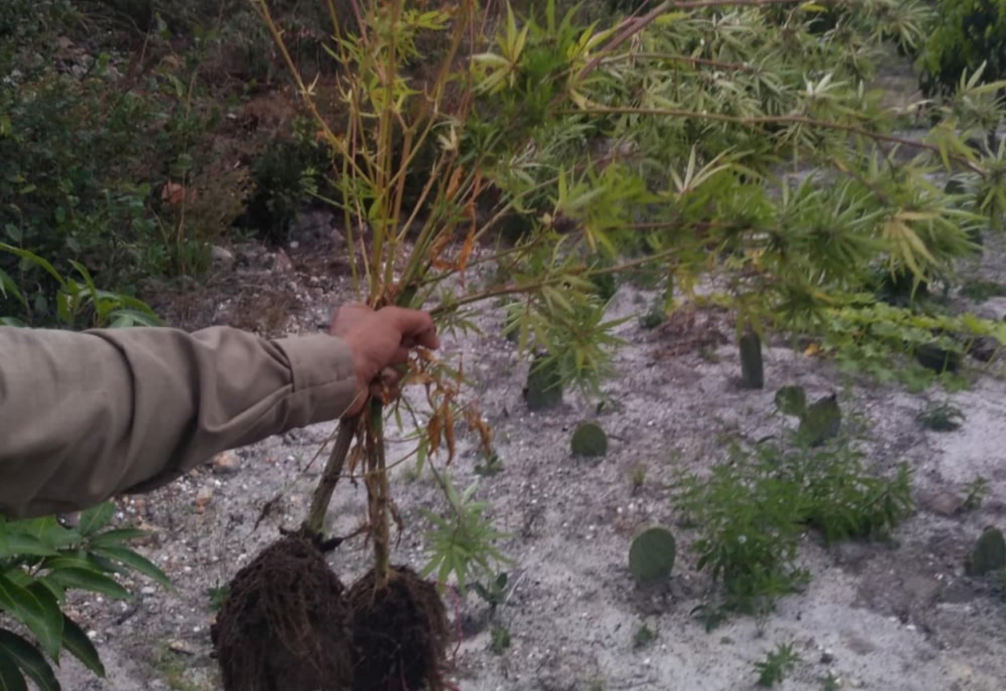 Rio de Contas: PM apreende pés de maconha em propriedade rural